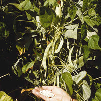 Droogboon 'Mäis type Tarbais' - Phaseolus vulgaris haricot maïs type tarbais - Moestuin