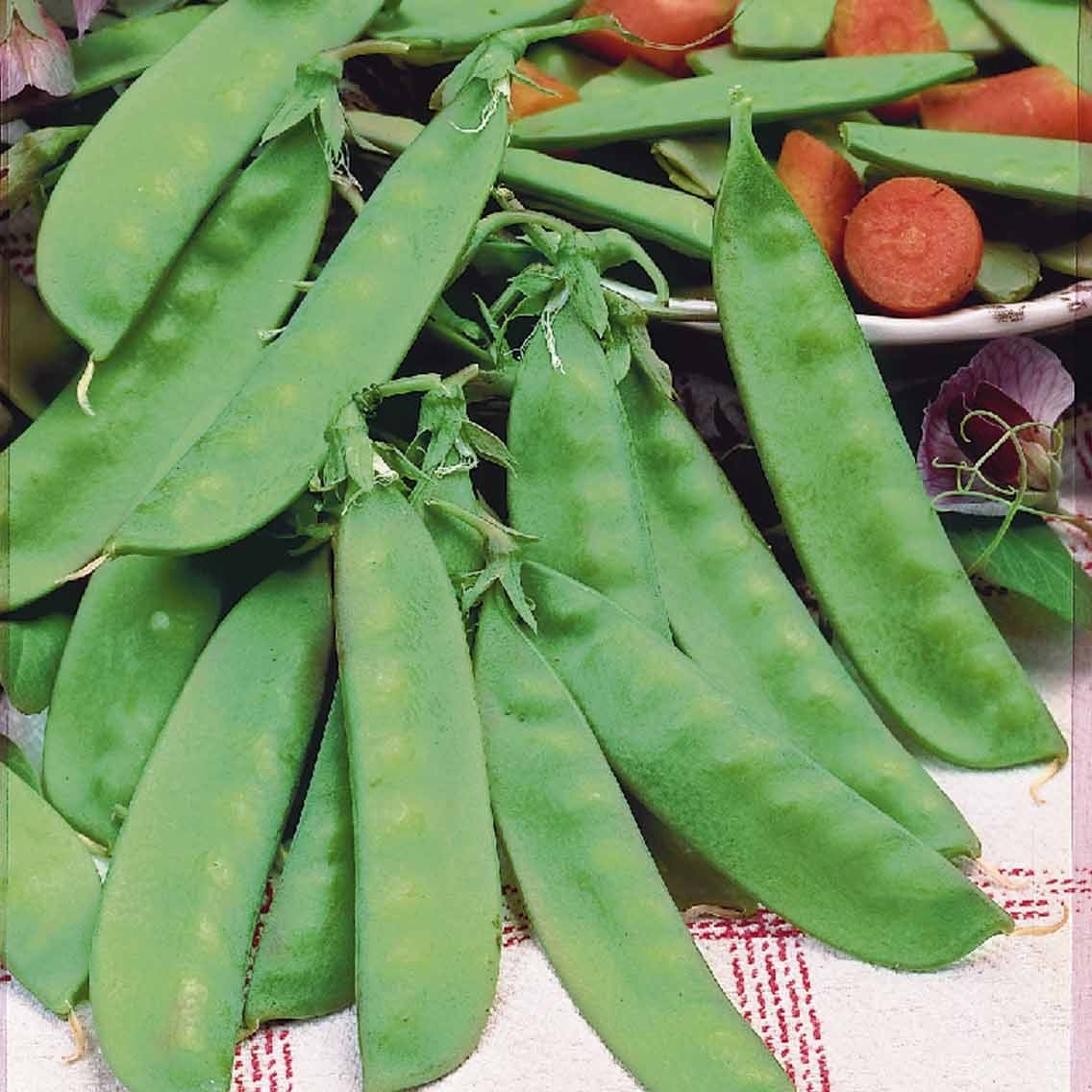 Peul 'Corne de Bélier' - Pisum sativum corne de bélier - Bakker