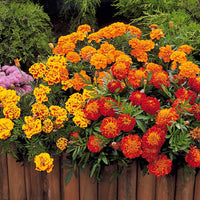 Afrikaantje 'Rusty Red' - Tagetes patula rusty red - Bloemzaden