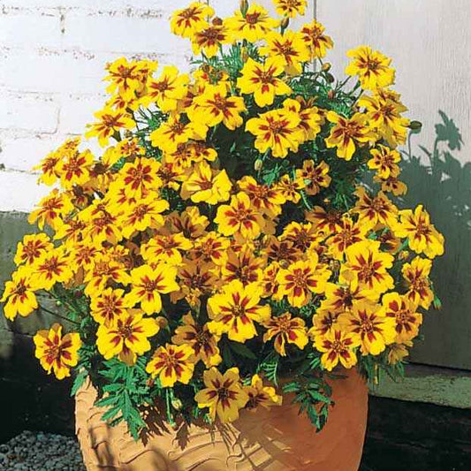 Afrikaantje 'Naughty Marietta' - Bakker