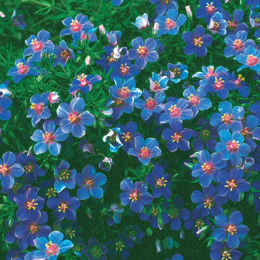 Blauw guichelheil - Anagallis linifolia - Moestuin
