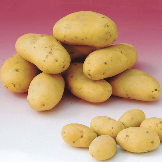 Aardappel 'Caesar' - Solanum tuberosum caesar - Moestuin