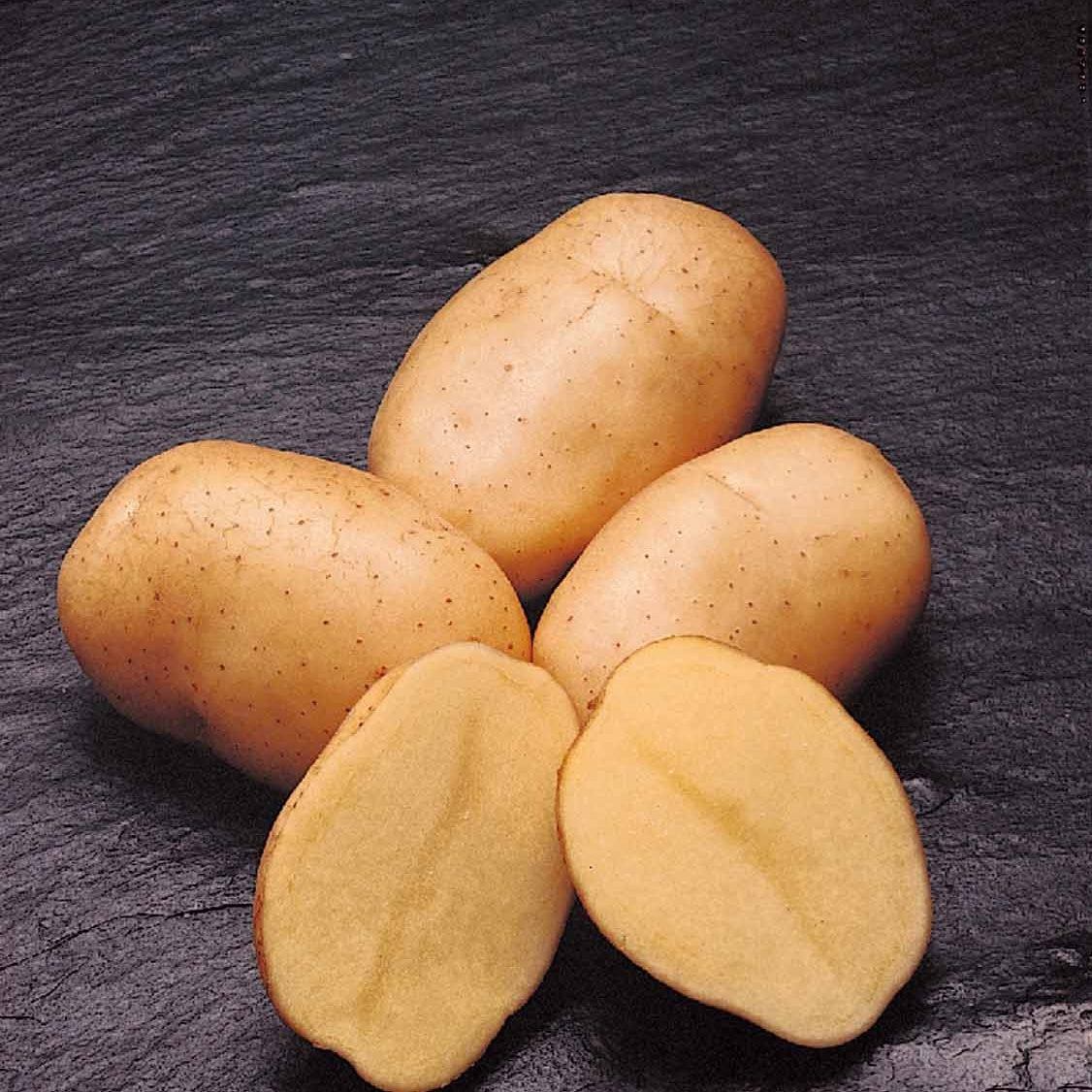 Aardappel 'Mona Lisa' - Solanum tuberosum mona lisa - Moestuin