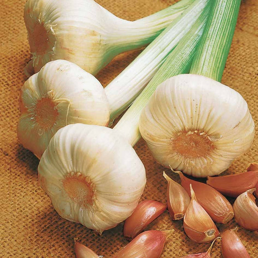 Roze knoflook 'Flavor' - Bakker