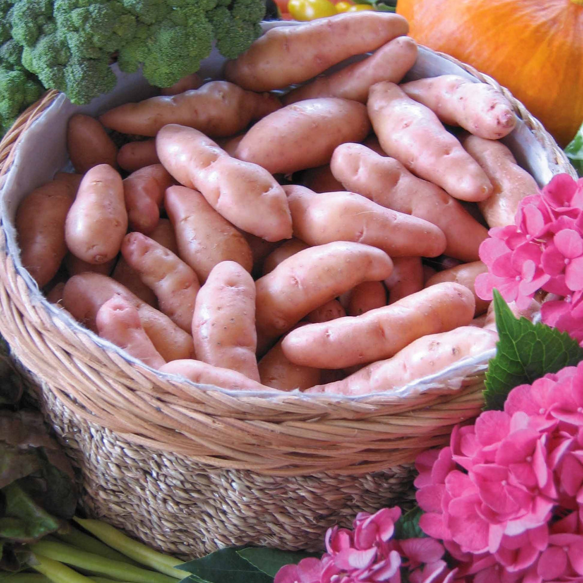 Solanum tuberosum corne de gatte (pinkfir apple) - Aardappel 'Corne de Gatte' (x25) - Aardappelplanten