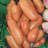 Aardappel 'Rose de France' - Bakker
