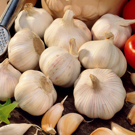 Knoflook 'Thérador' - Bakker