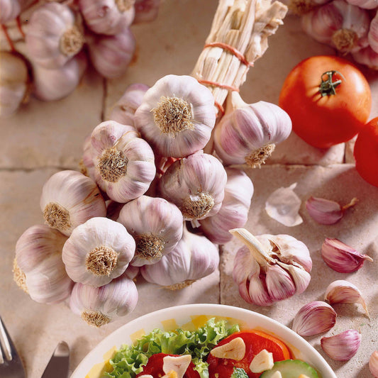 Paarse knoflook 'Germidour' - Bakker