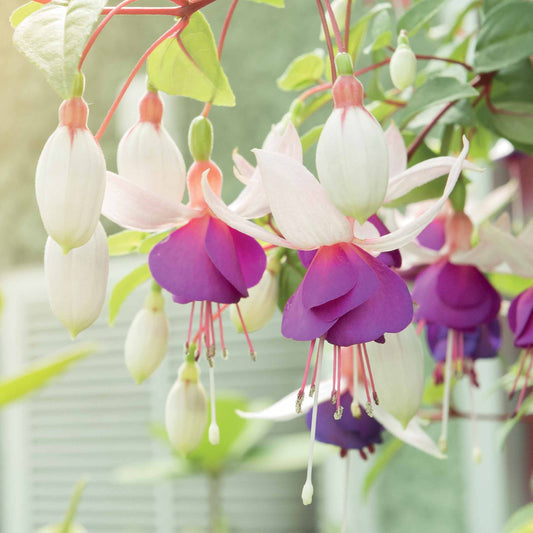 Fuchsia 'Blue Sarah - winterhard (x3) - Fuchsia blue sarah - Perkplanten