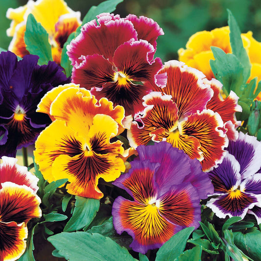 Viooltje 'Chalon' - Bakker