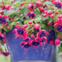 Bellenplant 'Dark Eyes' (x3) - Fuchsia dark eyes - Terras- en balkonplanten