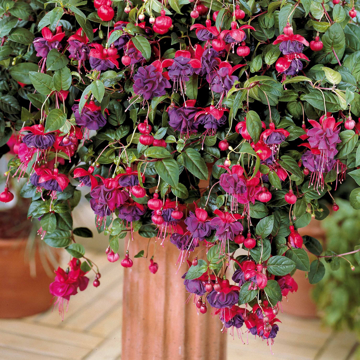 Fuchsia - Bellenplant 'Dark Eyes' (x3) - Fuchsia dark eyes