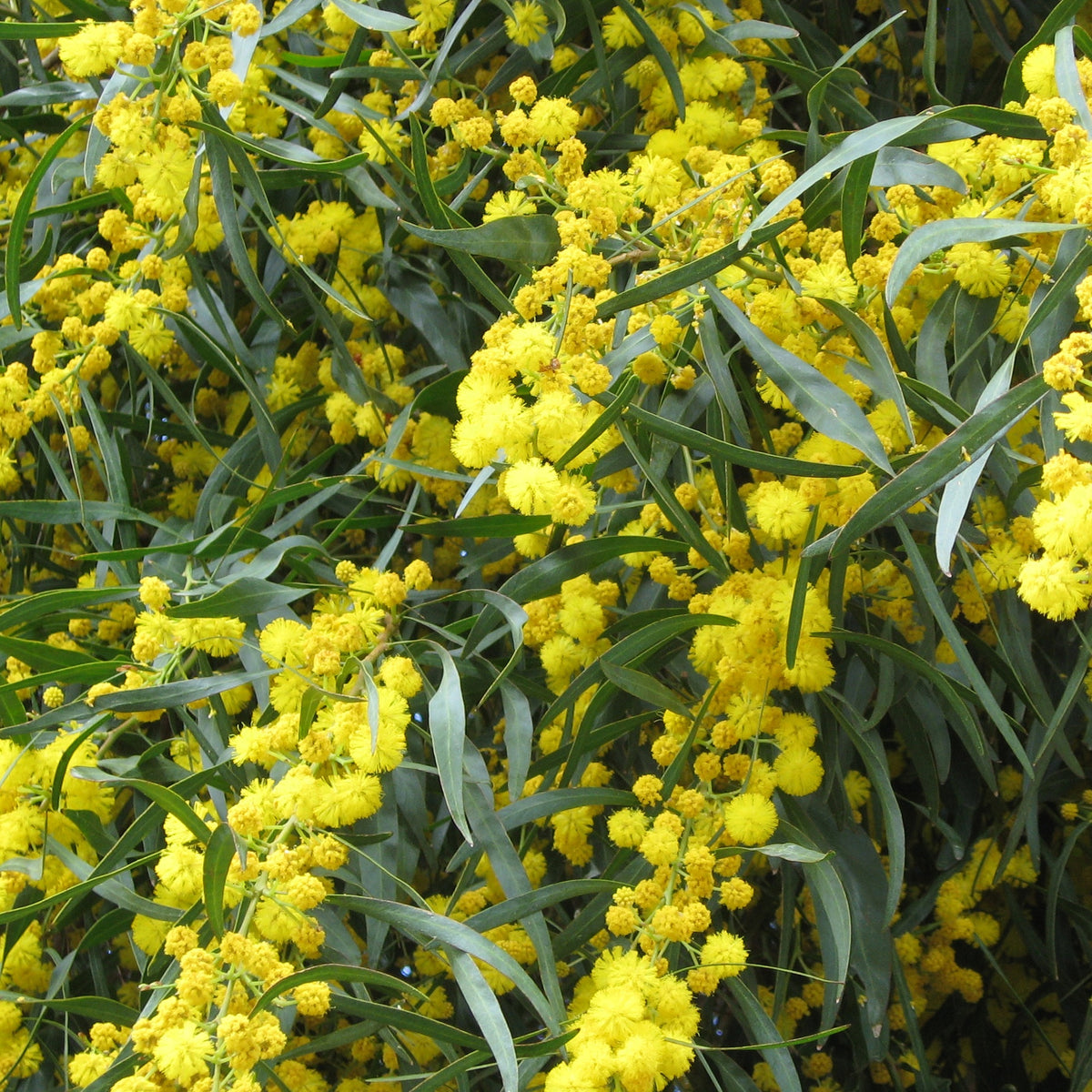 Mimosa der vier seizoenen - Bakker