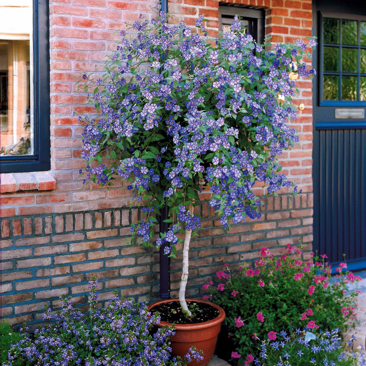 Nachtschade - Lycianthes rantonnetii - Bakker