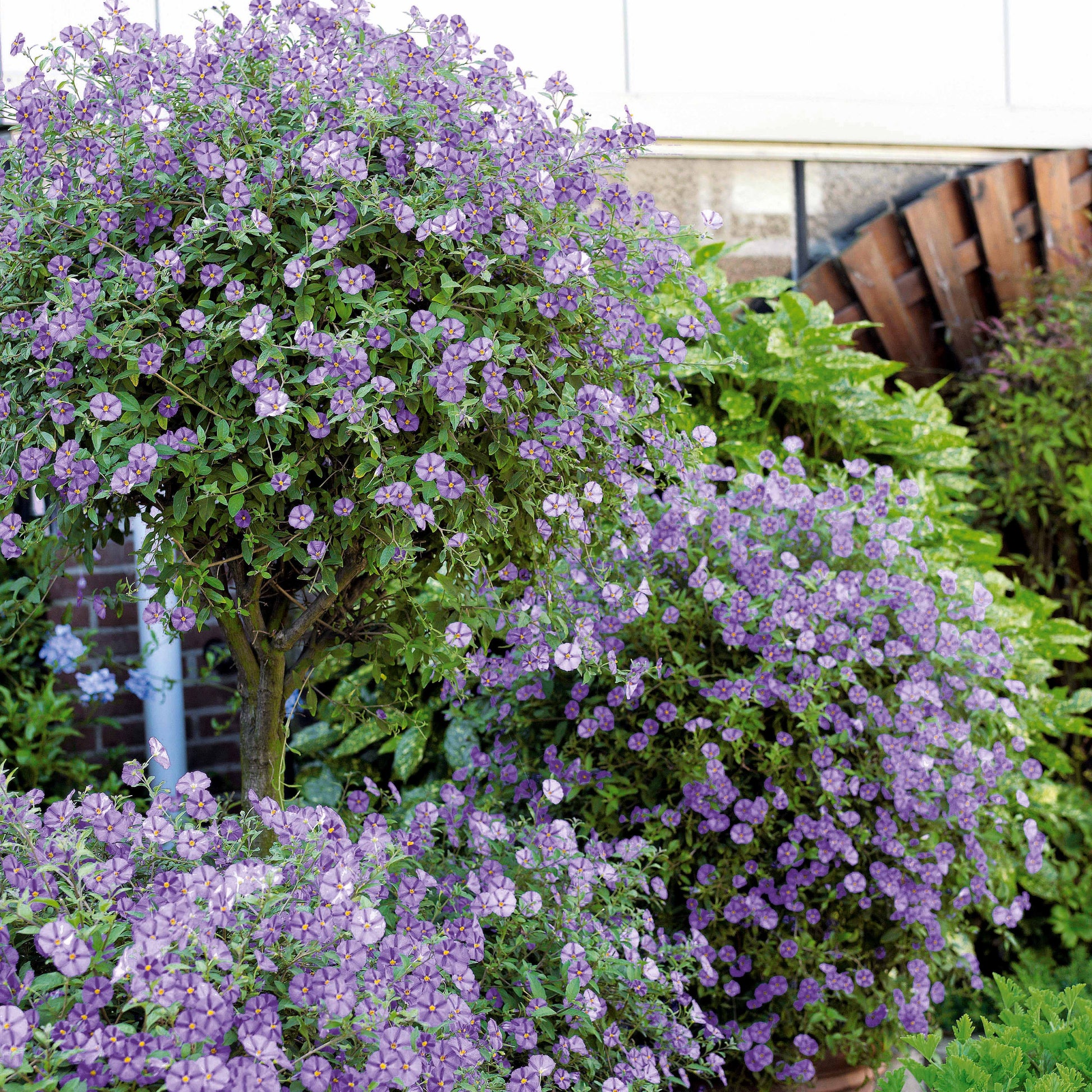 Nachtschade - Lycianthes rantonnetii