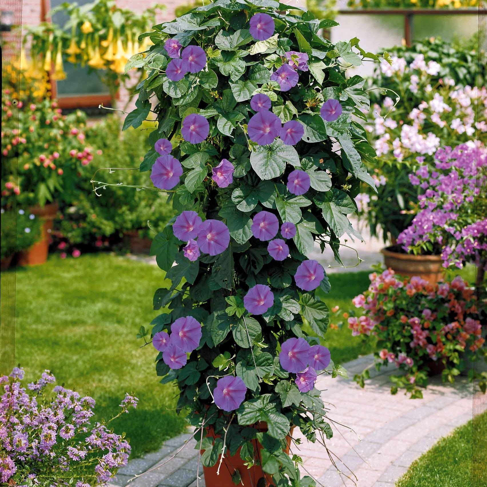 Klimmende winde 'Grandiflora' - Ipomea grandiflora - Tuinplanten