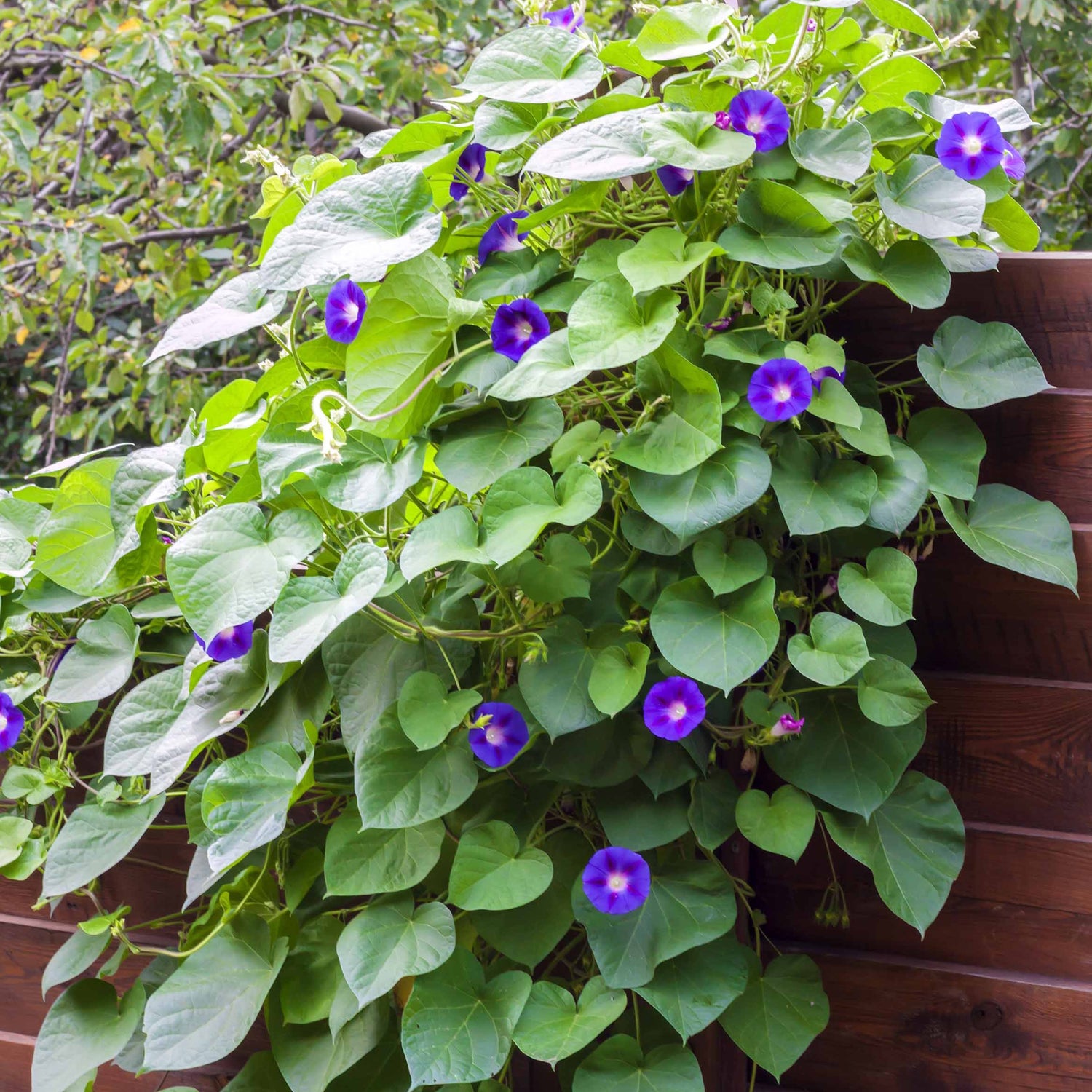 Hangplanten voor buiten