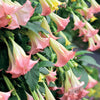 Engelentrompet 'Exotic Pink' - Brugmansia exotic pink
