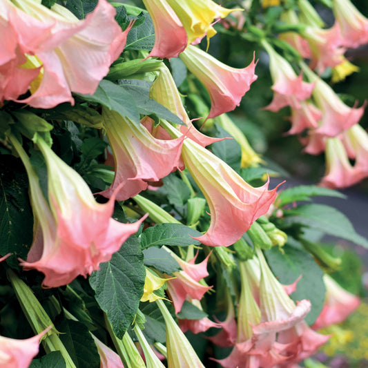 Engelentrompet 'Exotic Pink' - Bakker