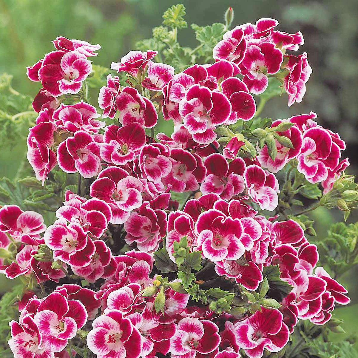 Geranium 'Pansy' (x3) - Pelargonium pansy - Bakker