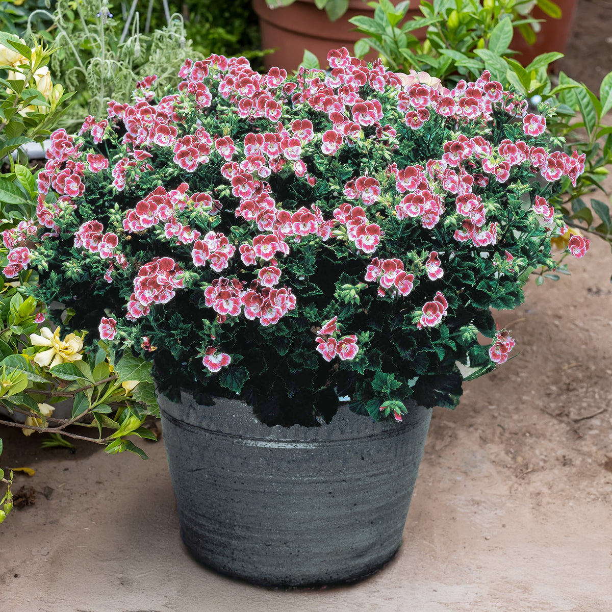 Geranium - Pelargonium - Geranium 'Pansy' (x3) - Pelargonium pansy