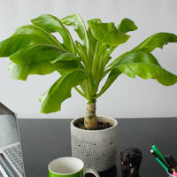 Hawaii palm - Brighamia insignis kirsten