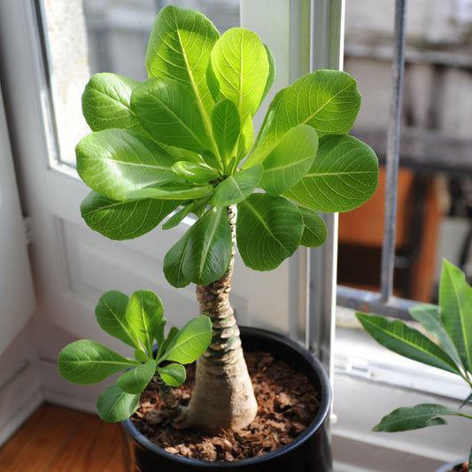 Hawaii palm - Brighamia insignis kirsten