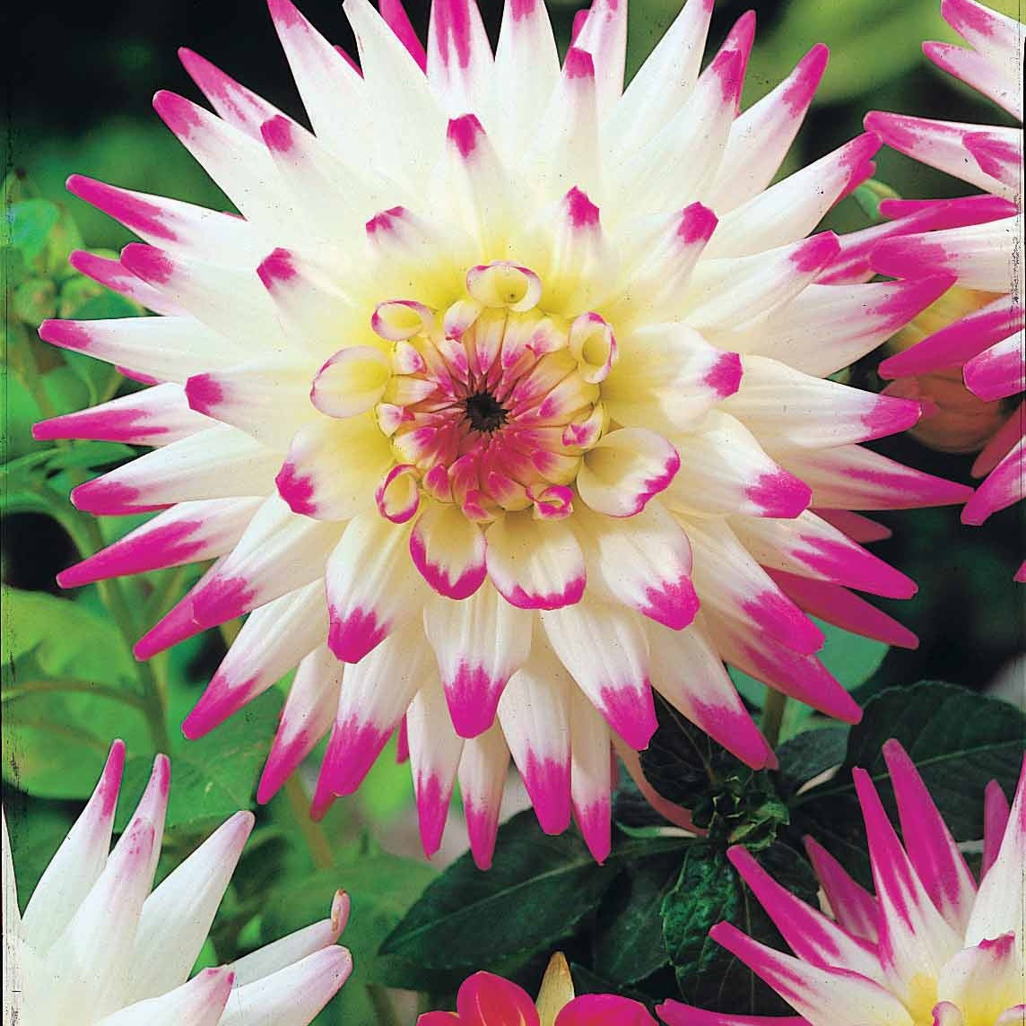 Dahlia 'Haley Jane' (x3) - Dahlia cactus haley jane - Bloembollen