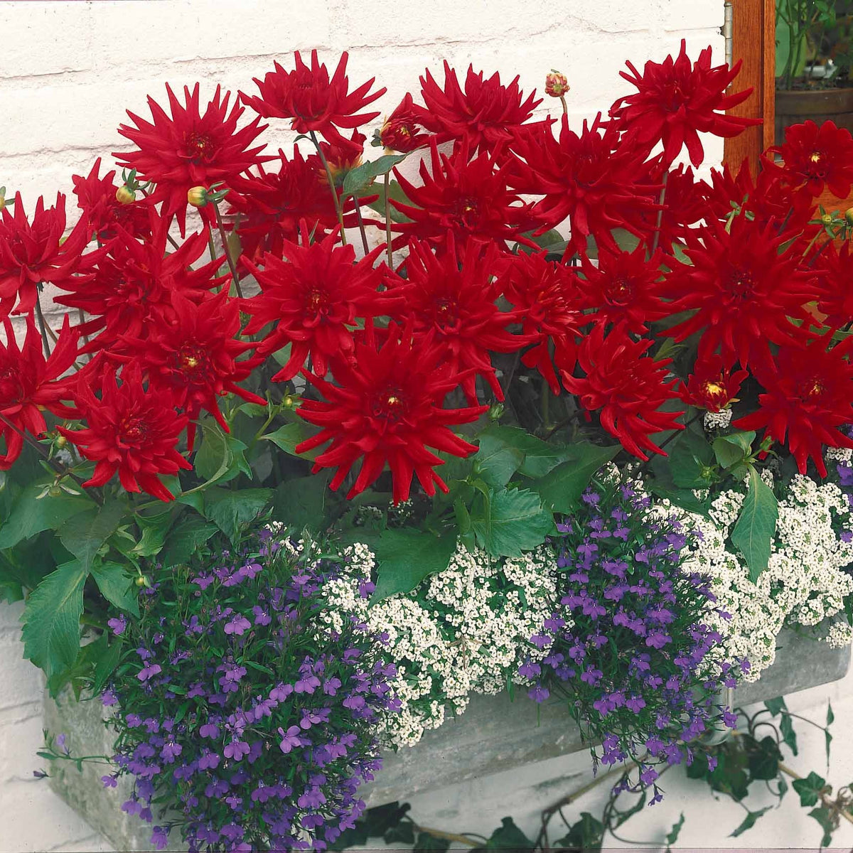Dahlia Red Pigmy - Dahlia 'Red Pigmy' (x3) - Dahlia 