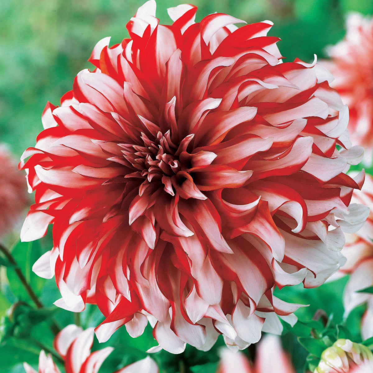 Dahlia 'Santa Claus' (x3) - Dahlia santa claus - Bakker