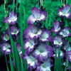 Gladiool 'Nori' (x25) - Bakker