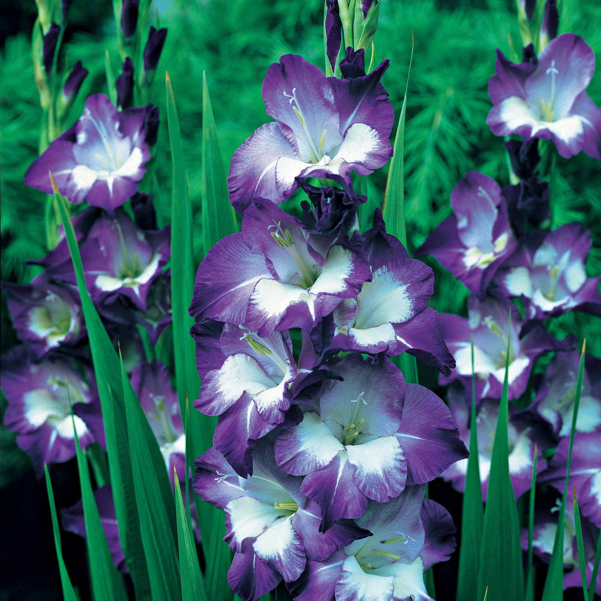 Gladiool 'Nori' (x25) - Bakker
