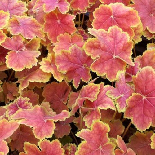 Purperklokje Tiramisu - Heuchera Tiramisu - Bakker