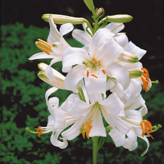 Madonnalelie's (x2) - Lilium candidum - Bloembollen