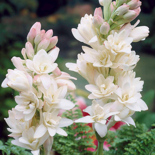 Tuberoos 'The Pearl' (x3) - Polianthes tuberosa the pearl - Bloembollen