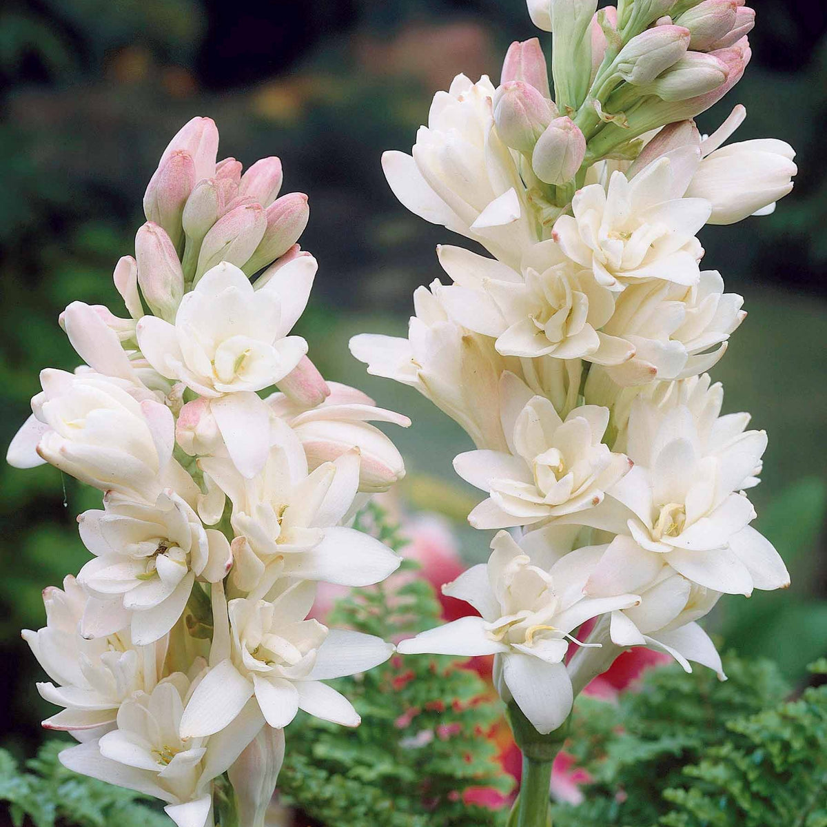 Tuberoos 'The Pearl' (x3) - Bakker