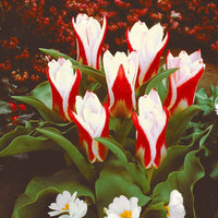 Tulpen Ancilla (x10) - Tulipa kaufmanniana ancilla - Bloembollen