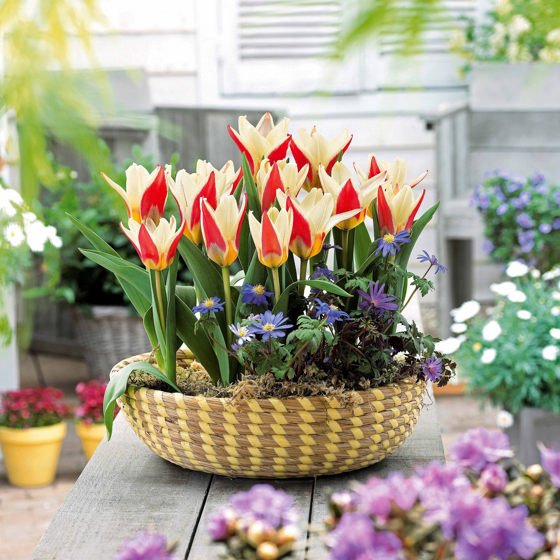Houten Tulpen in Delfts blauwe vaas - Typisch Hollands - Typisch Hollands - Souvenirs - Online Holland giftshop Houten Tulpen in Delfts blauwe vaas - Typisch Hollands - Typisch Hollands - Souvenirs - Online Holland giftshop