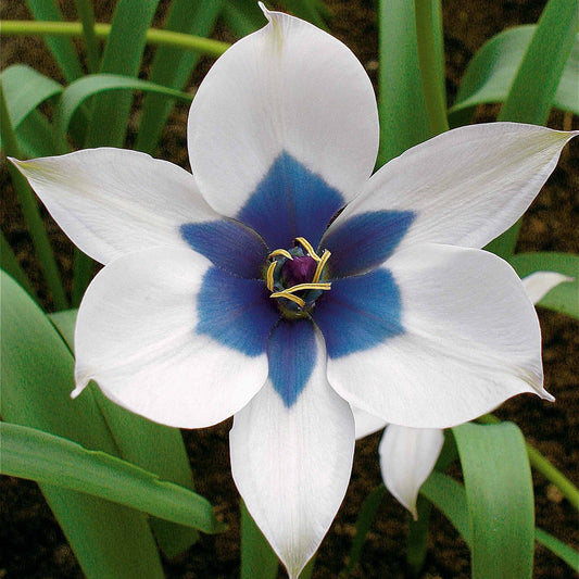Botanische tulp 'Alba Coerulea Oculata' - Tulipa humilis alba coerulea oculata - Bloembollen