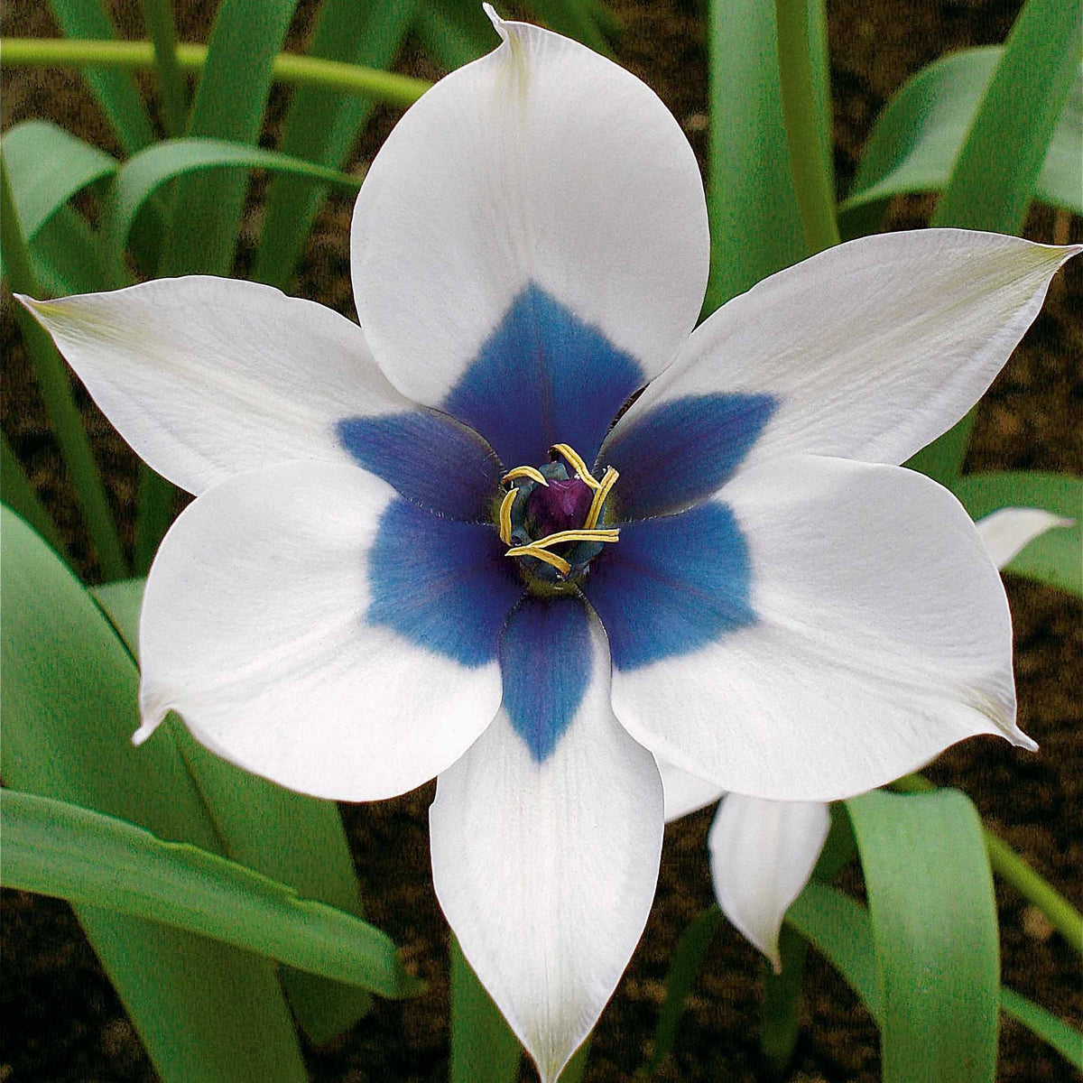 Botanische tulp 'Alba Coerulea Oculata' (x4) - Bakker