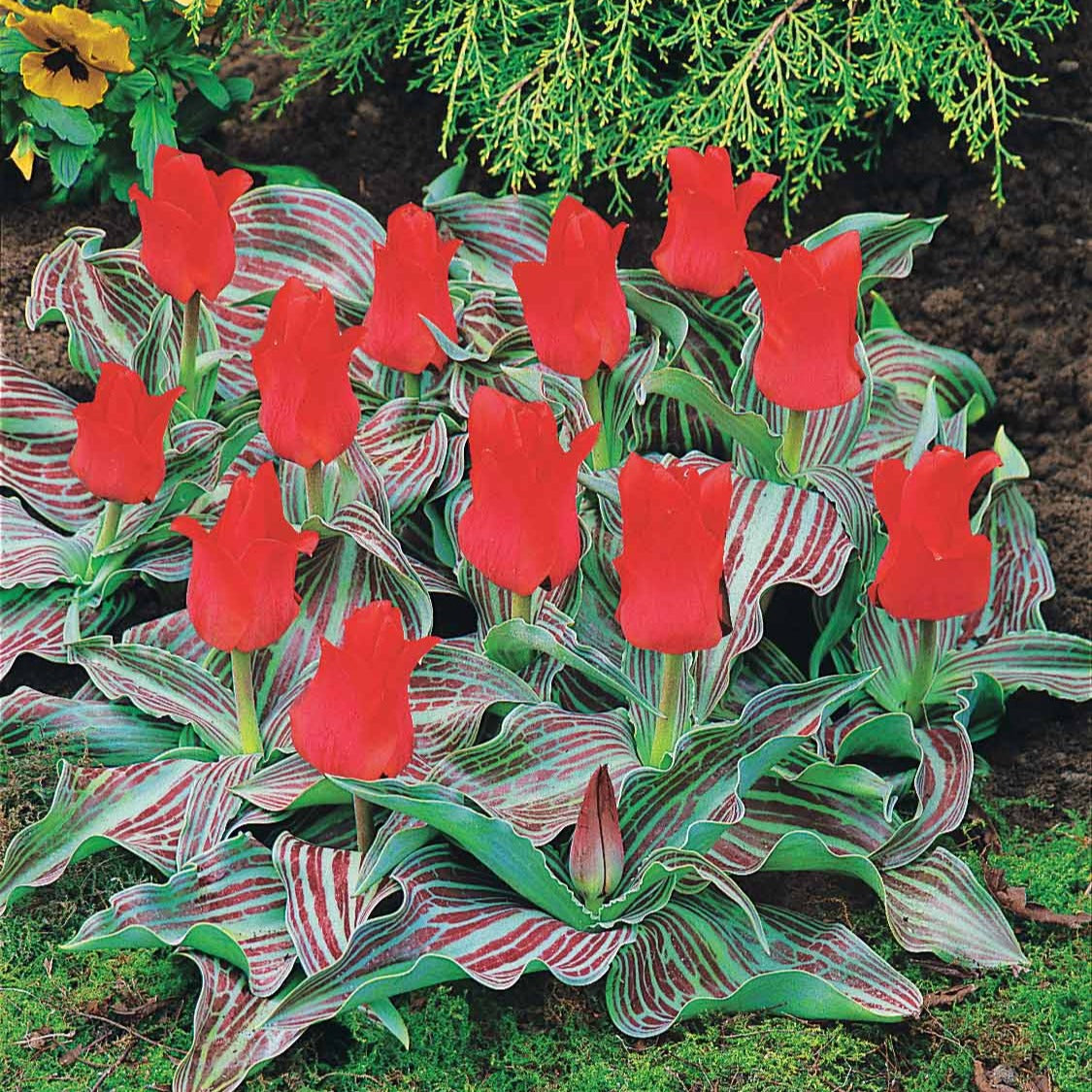 Tulpen - Tulpen Roodkapje (x10) - Tulipa greigii chaperon rouge