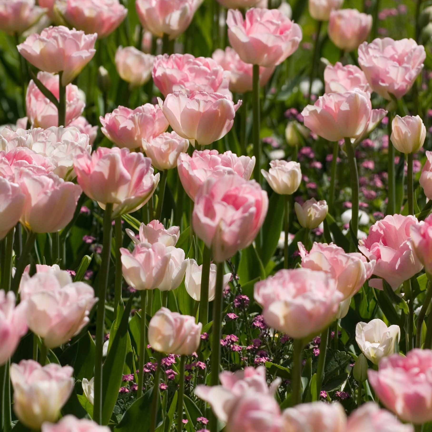 Dubbelbloemige tulp 'Angélique' (x10) - Tulipa angélique - Voorjaarsbloeiers