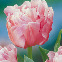 Dubbelbloemige tulp 'Angélique' (x10) - Tulipa angélique