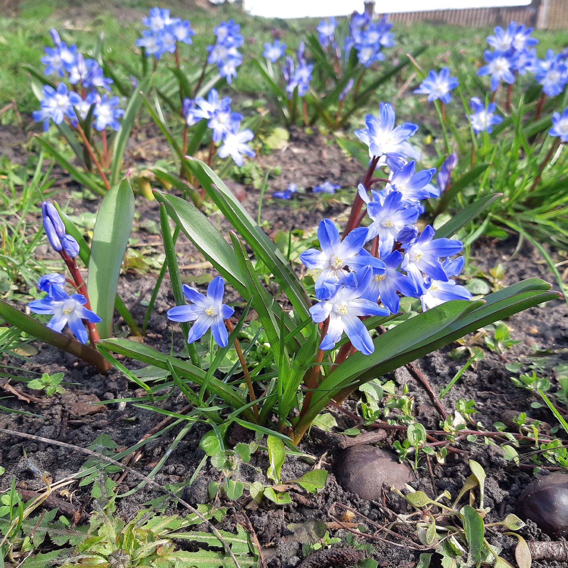 Voorjaarsbloeiers - Sneeuwroem 'Blue Giant' (x10) - Chionodoxa forbesii blue giant