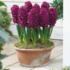 Hyacinthen 'Woodstock' (x6) - Hyacinthus orientalis woodstock - Voorjaarsbloeiers