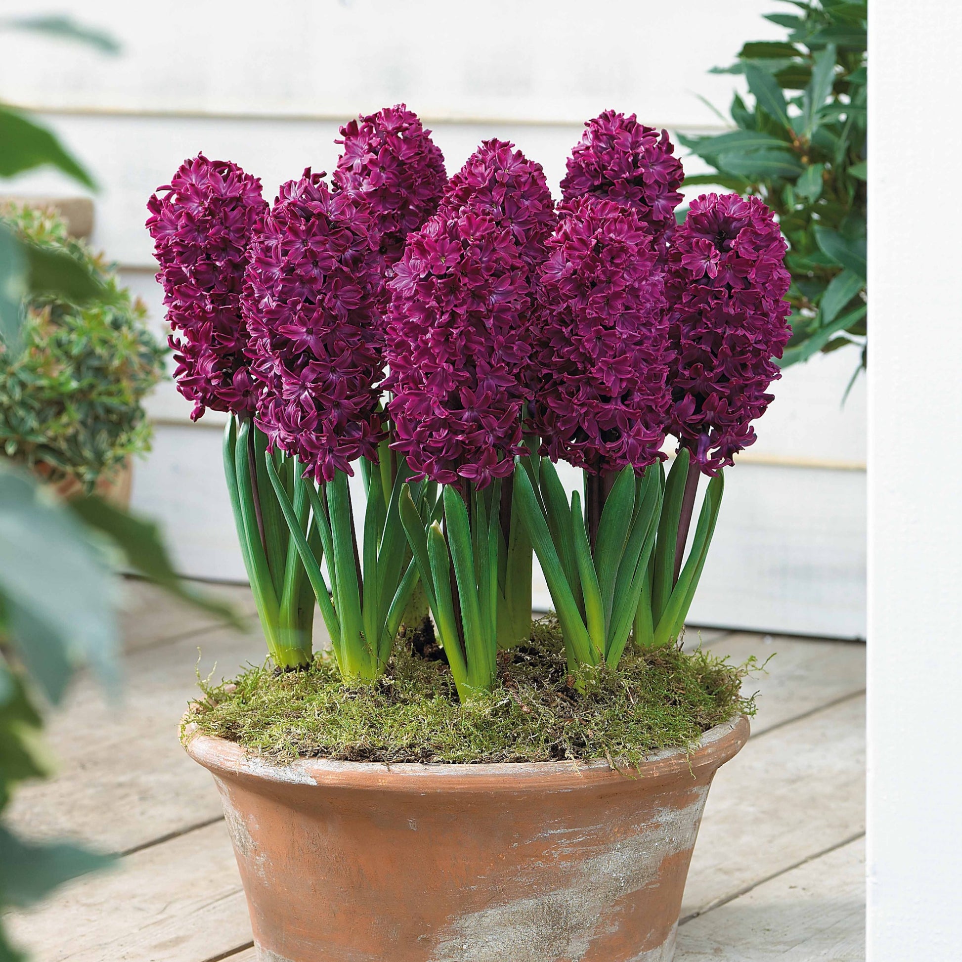 Hyacinthen 'Woodstock' (x6) - Hyacinthus orientalis woodstock - Voorjaarsbloeiers