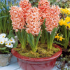 Hyacinthen 'Gipsy Queen' (x6) - Hyacinthus orientalis gipsy queen - Voorjaarsbloeiers