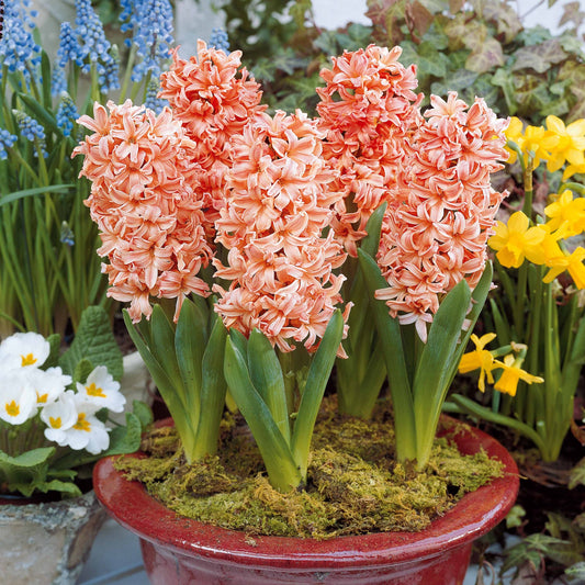 Hyacinthen 'Gipsy Queen' (x6) - Hyacinthus orientalis gipsy queen - Voorjaarsbloeiers