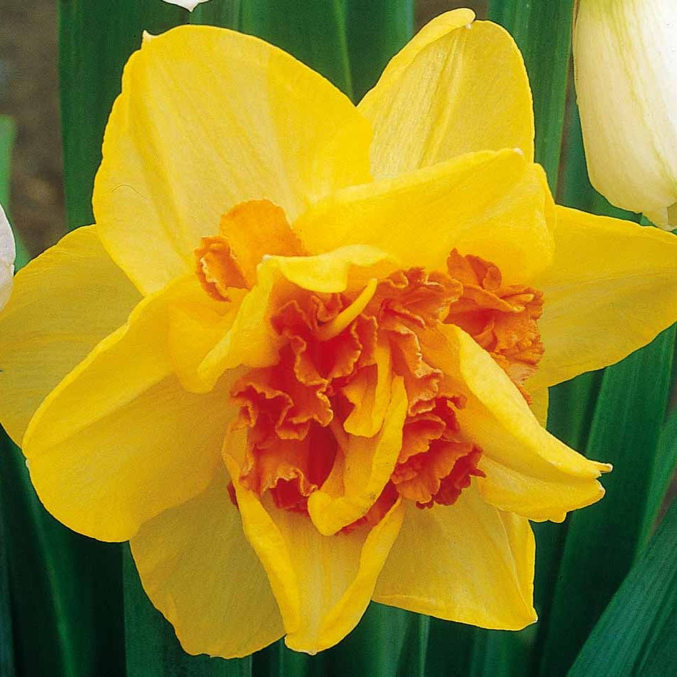Dubbele Narcissen 'Tahiti' (x10) - Narcissen - Bakker