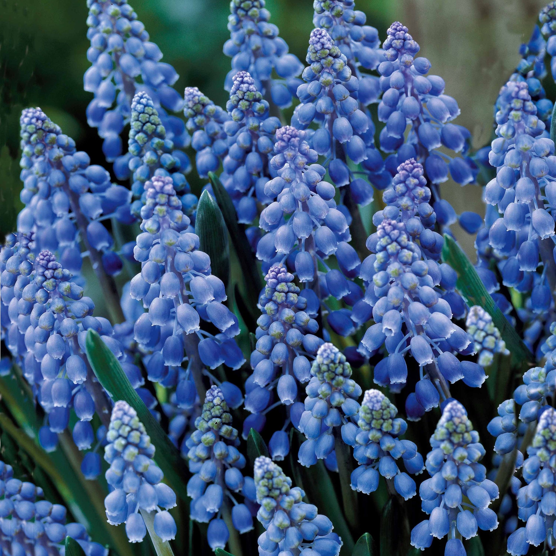 Blauwe druifjes (x10) - Muscari armeniacum - Bloembollen